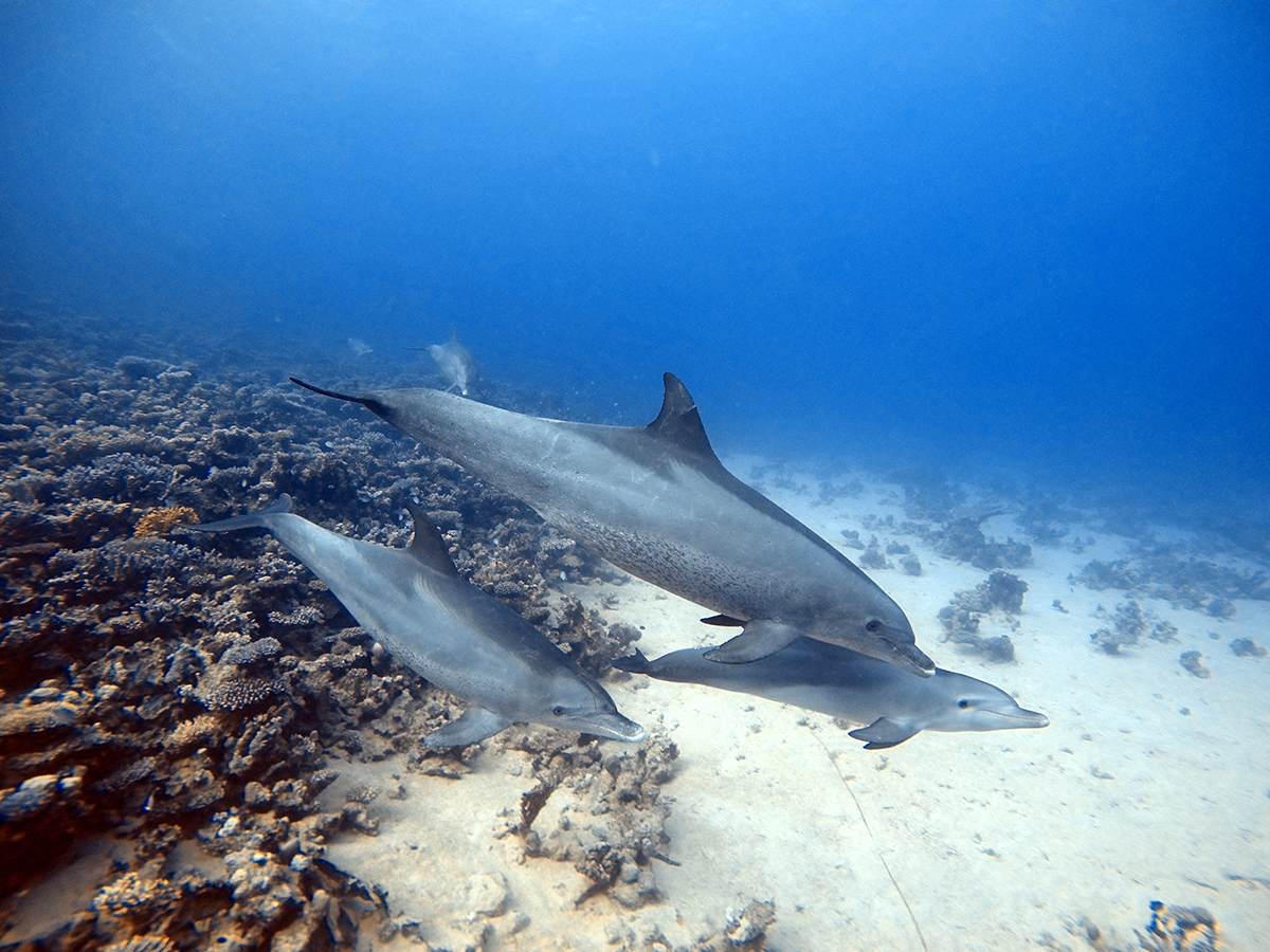Delfines nadando alrededor del Giannis D