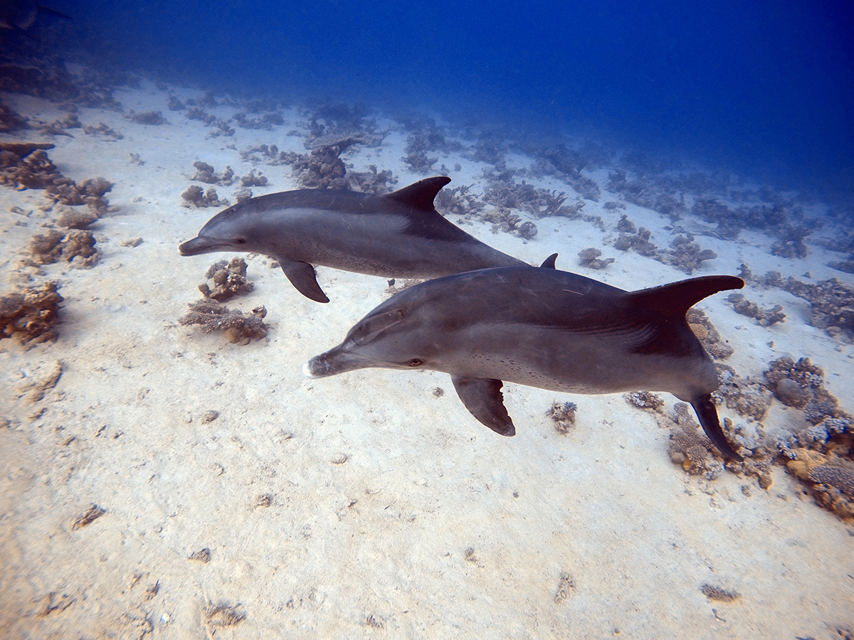 Delfines alrededor del Giannis D, en el Mar Rojo