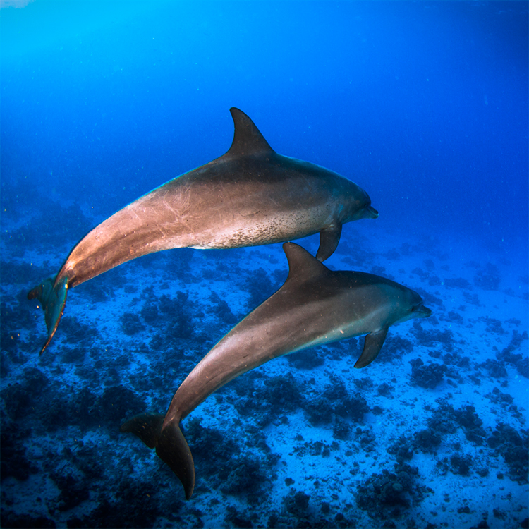 Delfines en Abu Nuhas