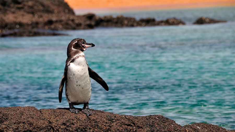 Pingüino de Galáàgos