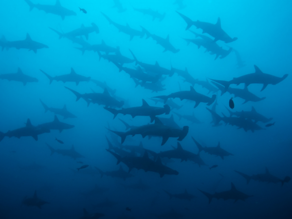 Escuela de Tiburones Martillo en Galápagos
