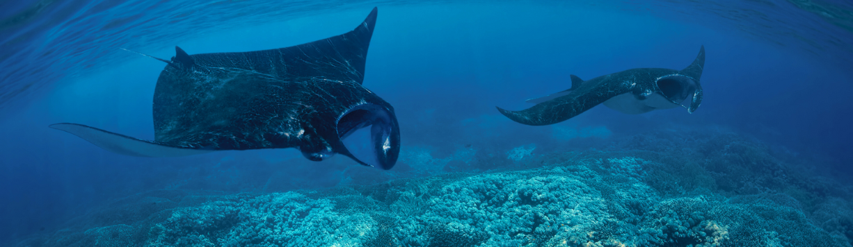 Buceo en Komodo